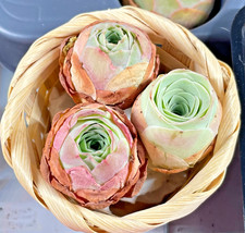 3 Small Single Head Mountain