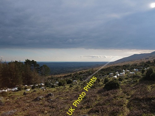 Photo 6x4 sheep and forest - sheep,