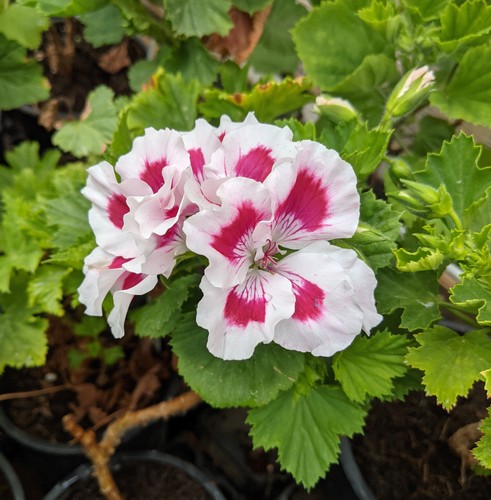 Regal pelargonium fringed - pelargonium,
