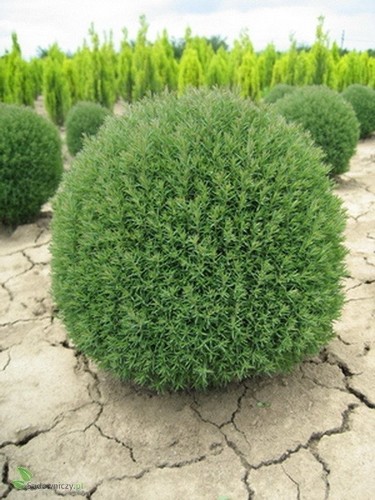 Thuja occidentalis teddy - occidentalis, 'teddy'