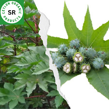 Dried Castor 20 Big Leaves