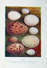 Original Old Antique Print Eggs Woodpecker Lapwing 1901 Swaysland Wild Birds