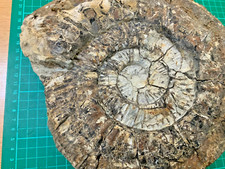 LARGE 23cm PERISPHINCTES LATERALIS AMMONITE KENYA RARE NODULE nt tooth dinosaur