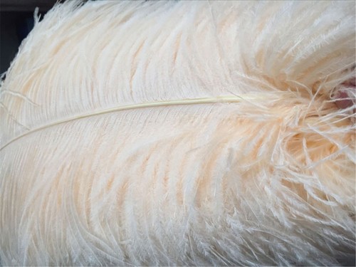 Long quality champagne - long,