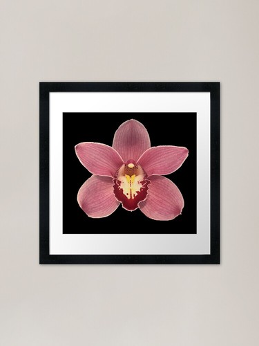 Pink cymbidium framed art - pink,