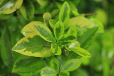 NEW PRIVET CUTTINGS FRESH