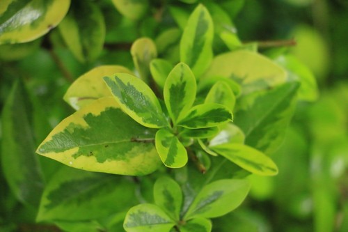 New privet cuttings fresh - privet,