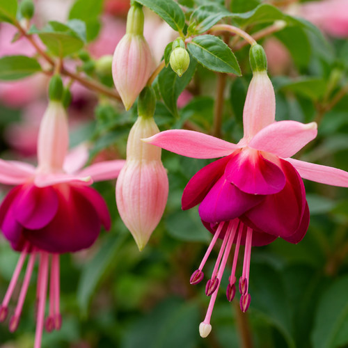 Large plant fuchsia - large, bush