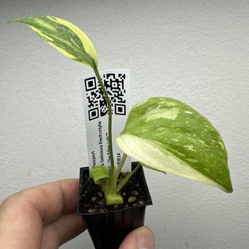 Monstera deliciosa electrolyte - monstera,