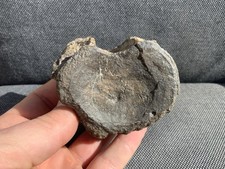 Fossil plesiosaur vertebra - plesiosaur,