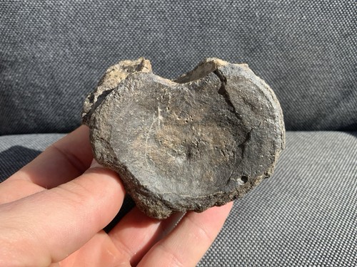 Fossil plesiosaur vertebra - fossil,