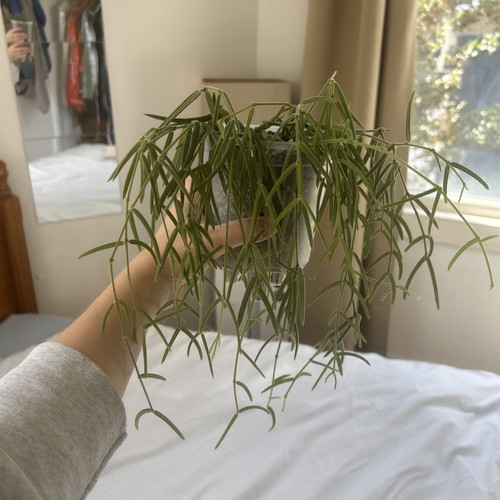 Hoya linearis potted plant - hoya,