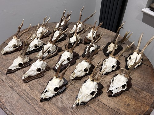 Taxidermy roe deer skull - roe,