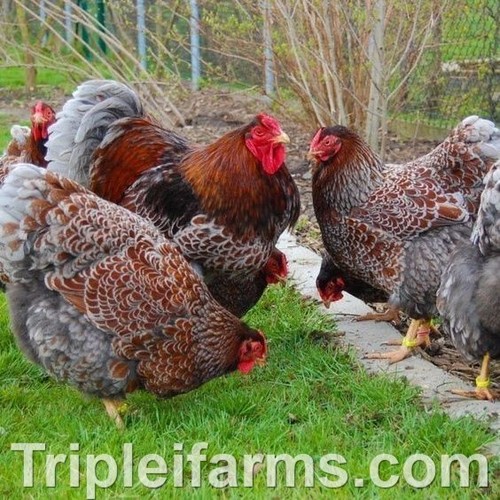 Blue laced red - ~,