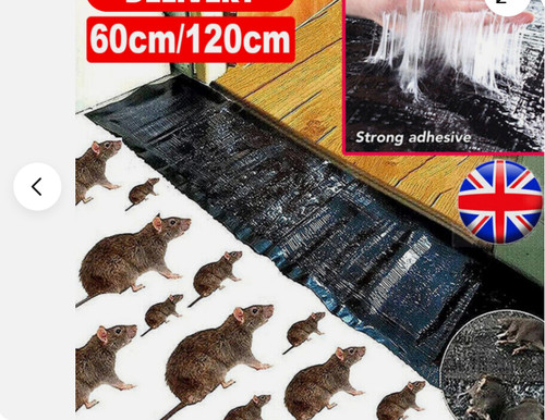 Large size mice mouse - mice,