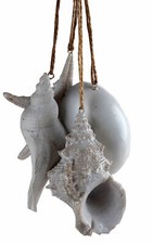White sea shells starfish - white,