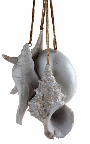 White sea shells starfish - shells,
