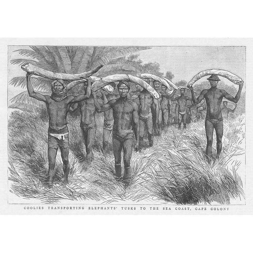 South africa coolies - africa,