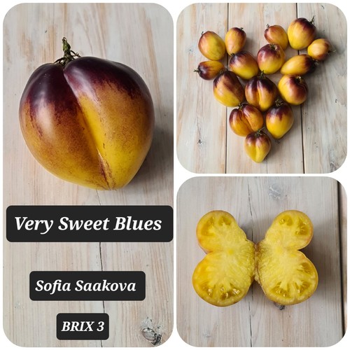 Rare tomato seeds sophia - rare,