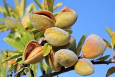 Almond tree 12 x seeds (Prunus