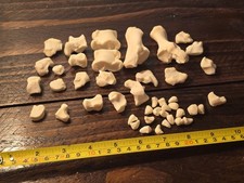 Camel Bone Taxidermy Random