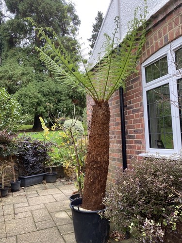 Gorgeous huge dicksonia - gorgeous,