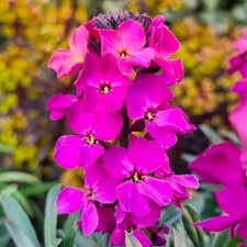 Erysimum plug plants