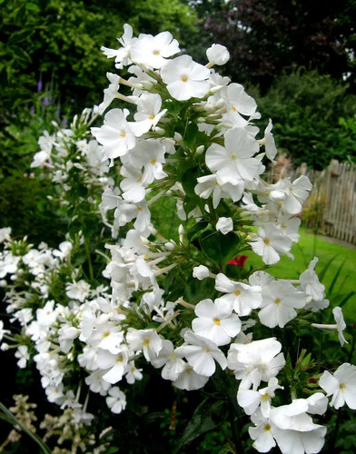 Phlox paniculata david - phlox, ‘david’