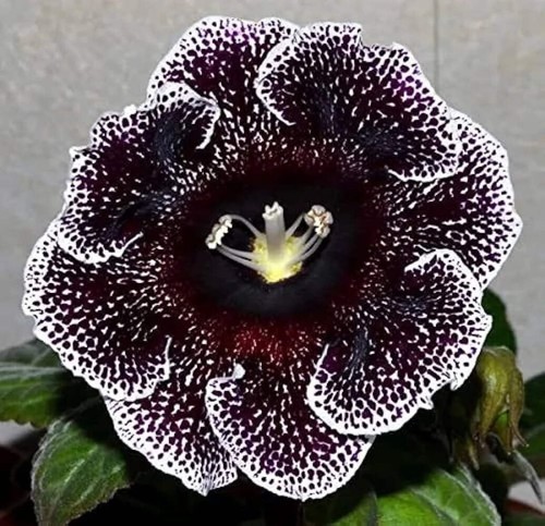 Florist gloxinia black - florist's,