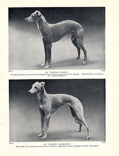 WHIPPET TWO NAMED CHAMPION DOGS NICE OLD VINTAGE 1934 DOG PRINT