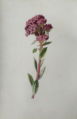 Antique print orpine - antique,
