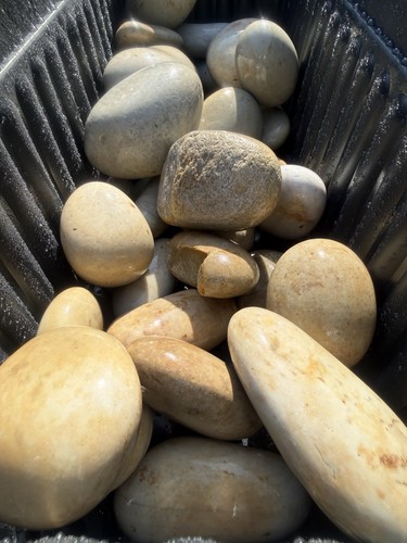 Large duck egg pebbles - duck,