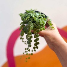 Peperomia prostrata - String of Turtles