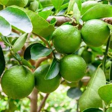 Rare Bearss Lime Citrus Tree-