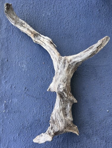 Driftwood sculpture piece - driftwood,