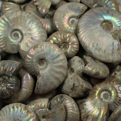 Iridescent ammonite fossils - iridescent,