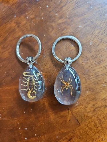 Real scorpion and spider - real,