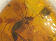 Ultra RARE 2 True Female