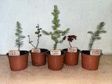 Bonsai Starter Trees X5