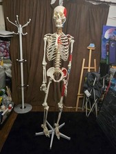 Anatomy Skeleton