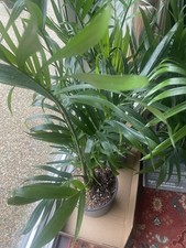 Chamaedorea Elegans – Parlour Palm Houseplant