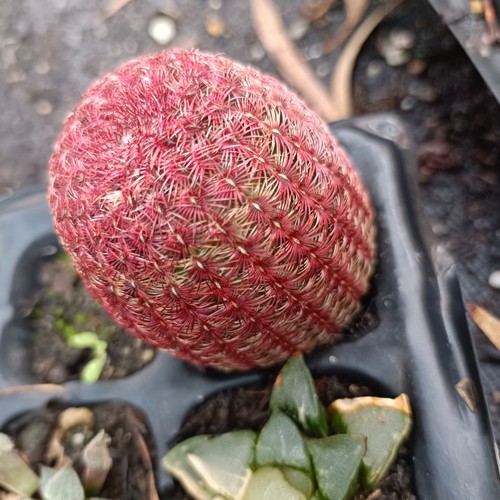 Echinocereus rigidissimus
