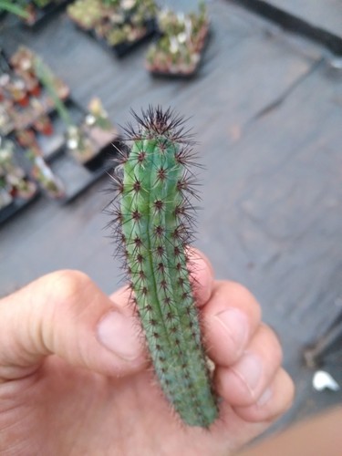 Cereus aethiops very rare - cereus,