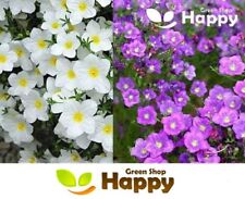 CUPFLOWER Mixed - 650 seeds - Nierembergia hippomanica - HANGING BASKETS FLOWER