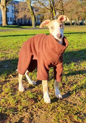 Dog fleece all - dog,