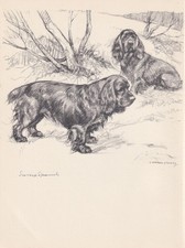 1938 SUSSEX SPANIEL DOG Print - Antique Dog Print - Dog Gift - 9.75 x 7.15 Inch