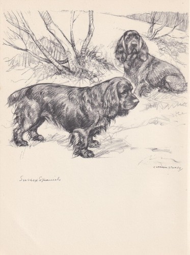 1938 sussex spaniel dog - 1938,