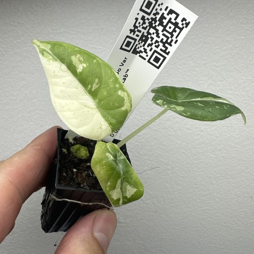 Alocasia maharani variegata - alocasia,