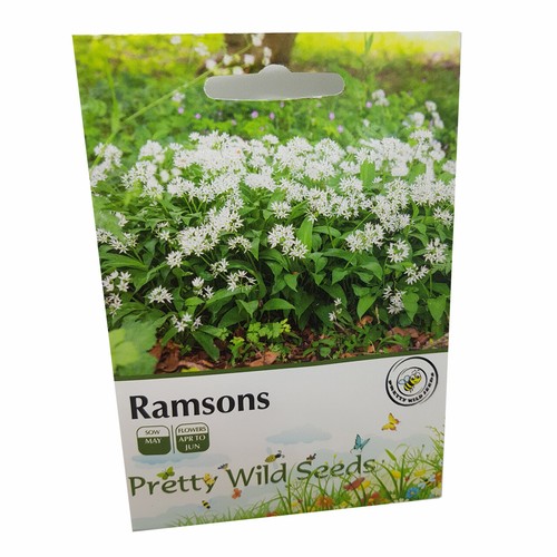 Ramsons wild garlic - wild, in