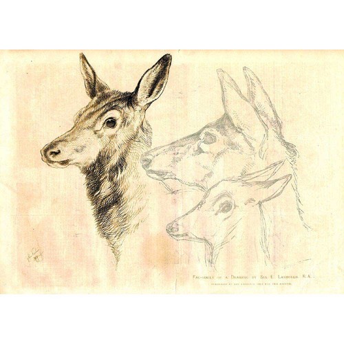 Edwin landseer study deer - study, of